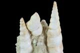 Fossil Gastropod (Haustator) Cluster - Damery, France #97780-1